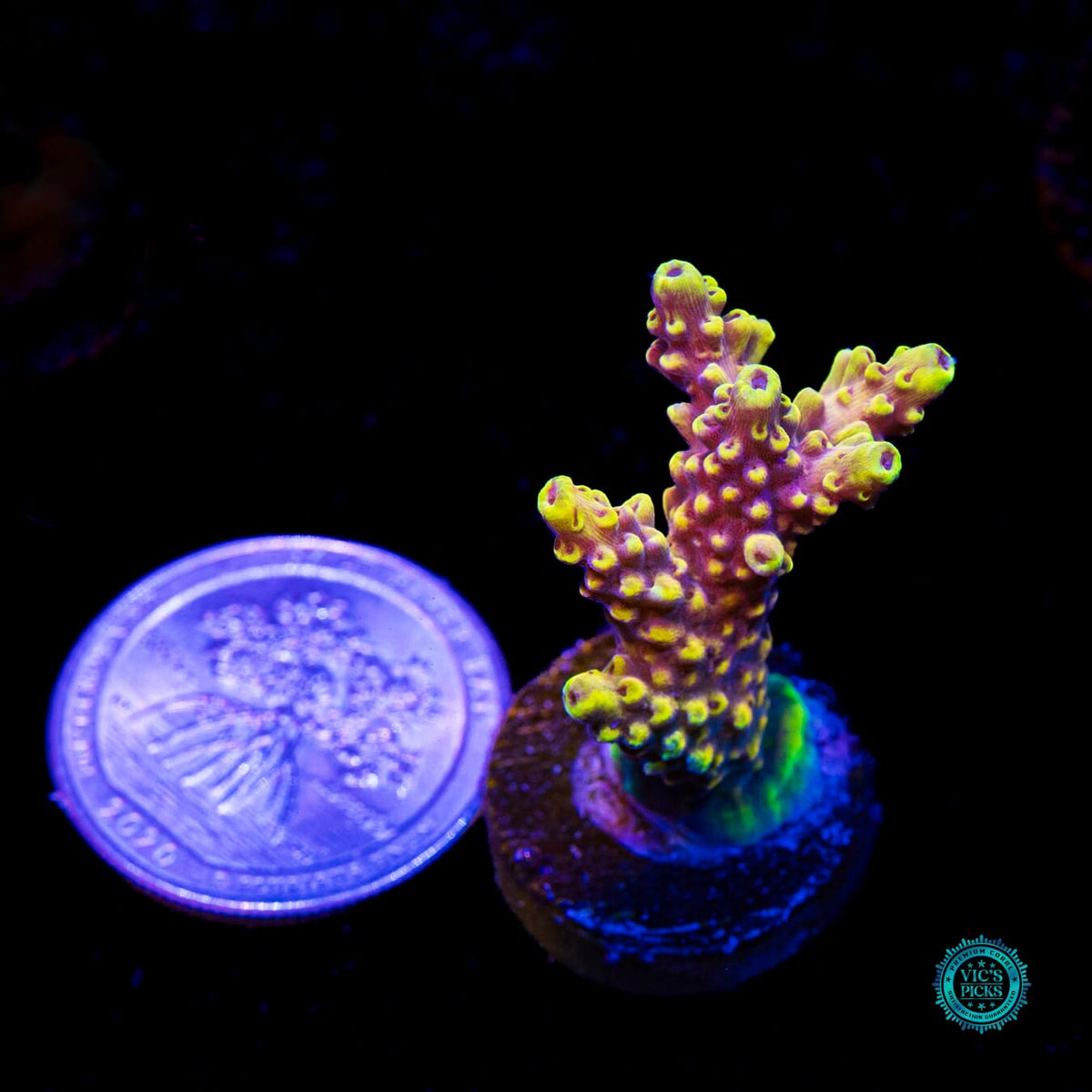 WWC Yellow Fever Acropora - Daylight Photo