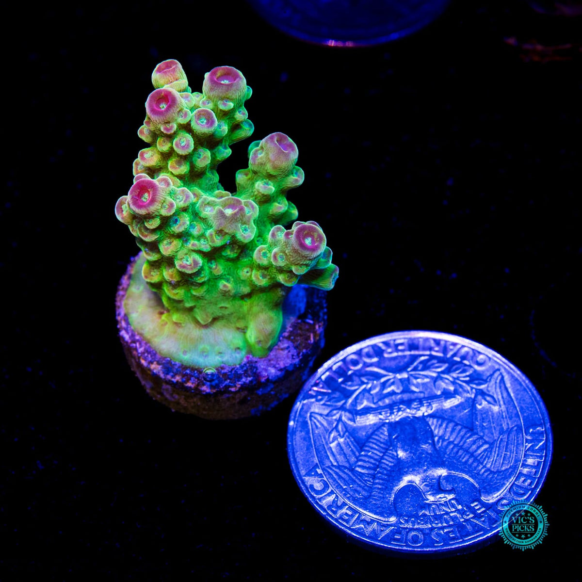 WWC Captain Caveman Acropora - Daylight Photo