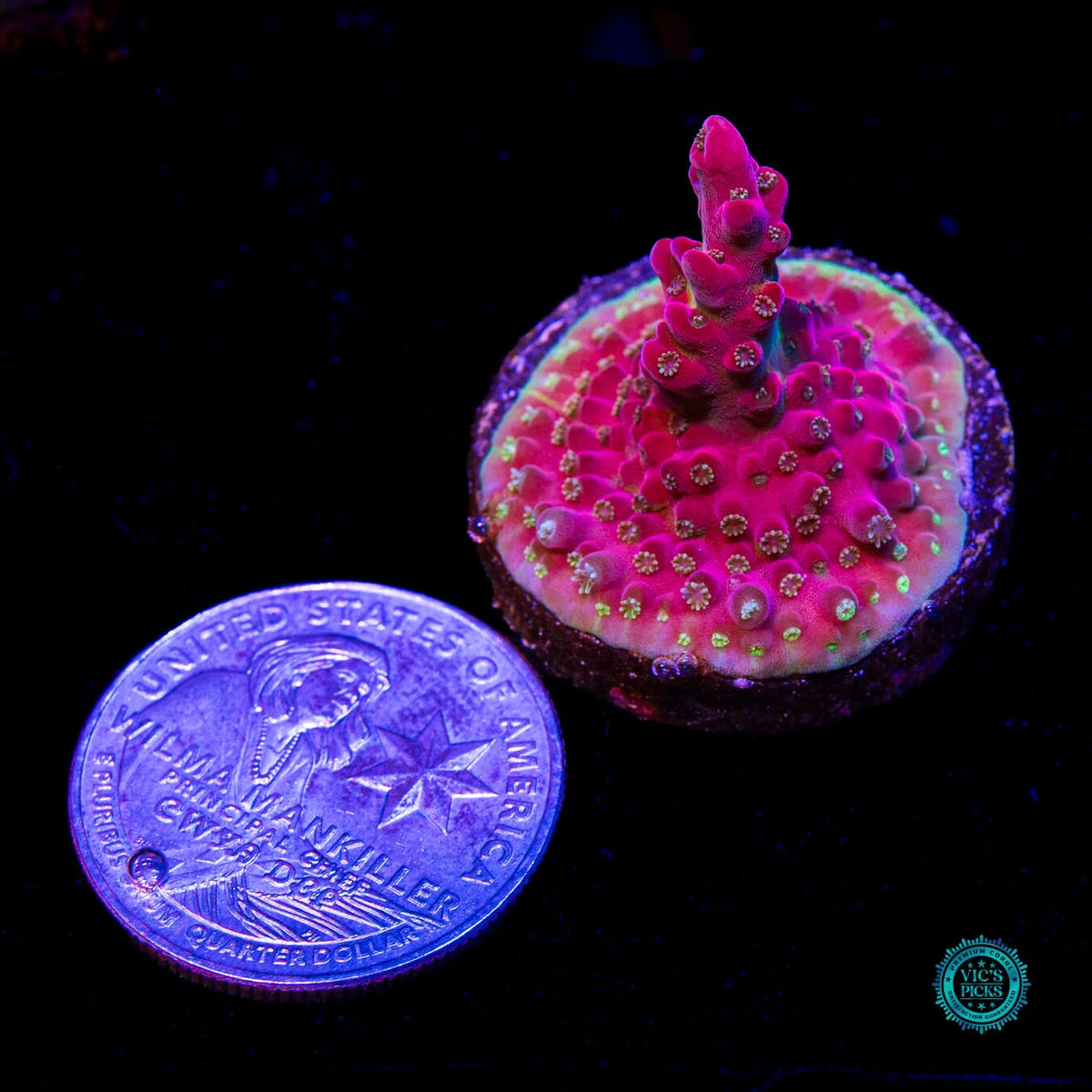 POTO Flamethrower Acropora - Daylight Photo