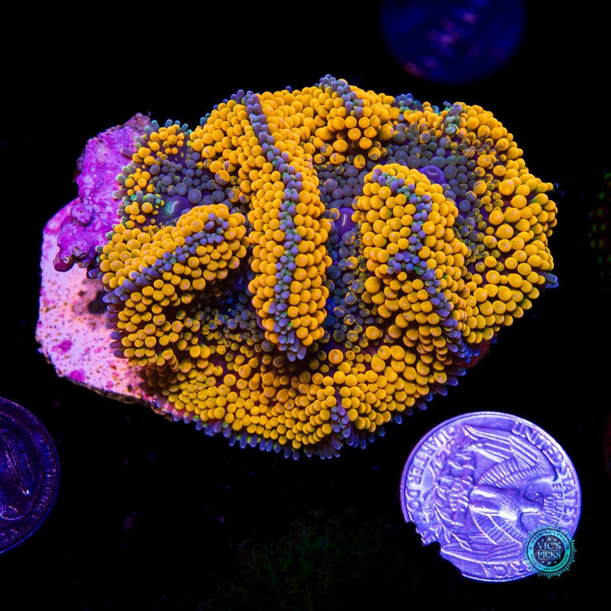 Citrus Bomb Ricordea Mushroom - Daylight Photo