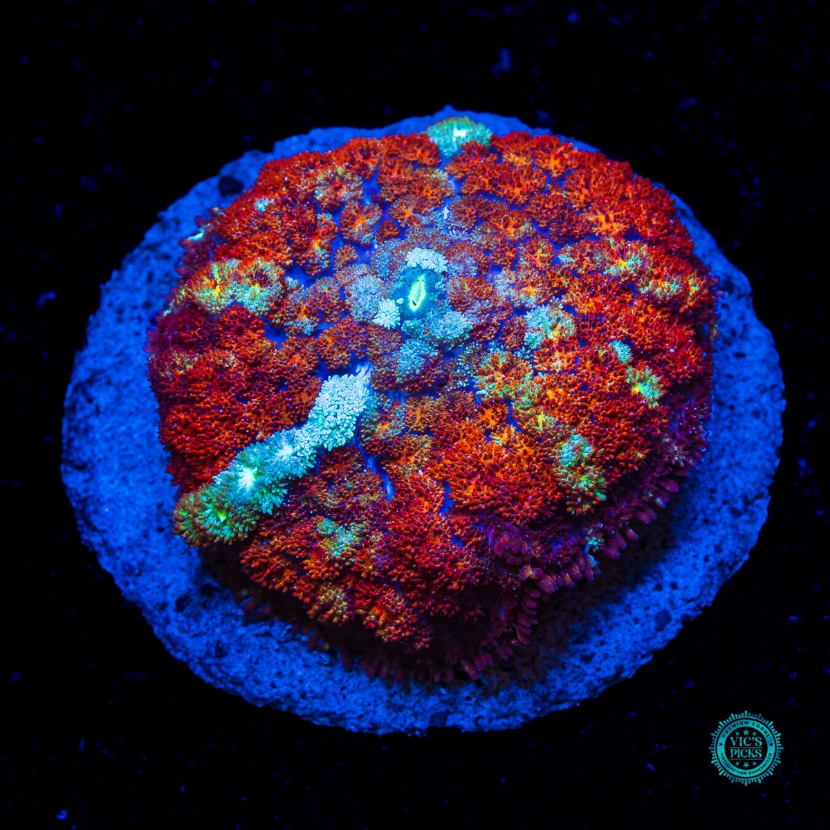 Time Lost Carpet Mushroom - Actinic Photo