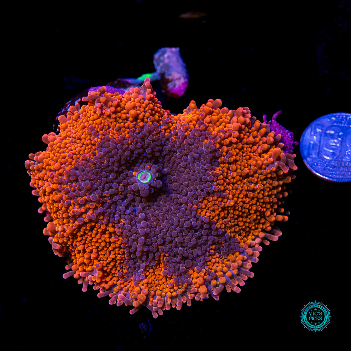 Oil Splash Yuma Mushroom