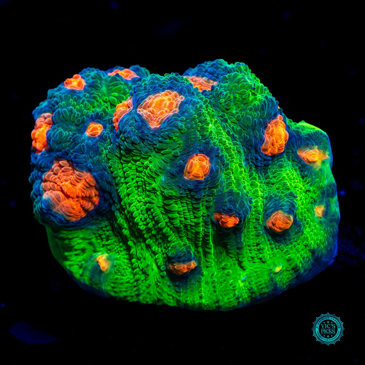 WWC Inner Orbit Mycedium Chalice - Actinic Photo