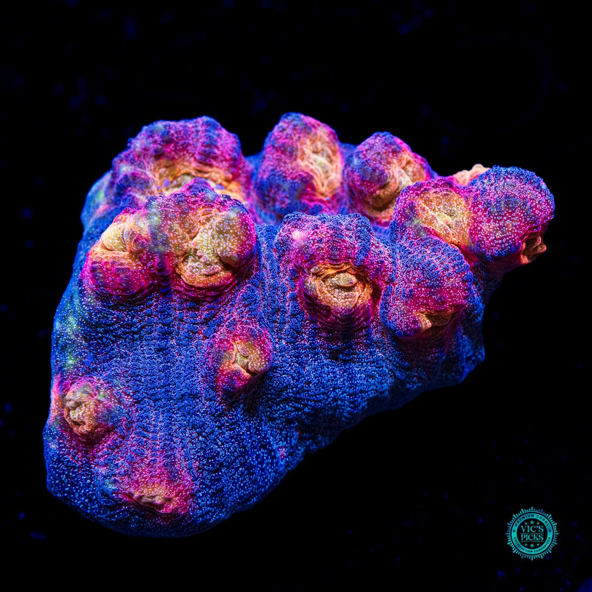 Treasure Chest Mycedium Chalice - Actinic Photo