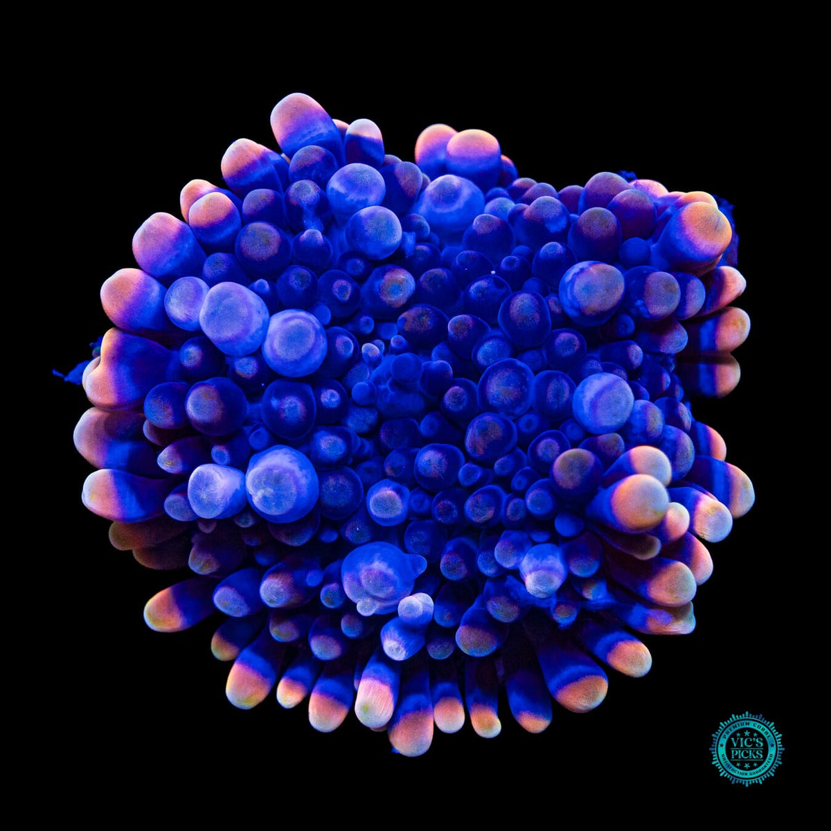 Blueberry Boba Tea Yuma Mushroom - Actinic Photo