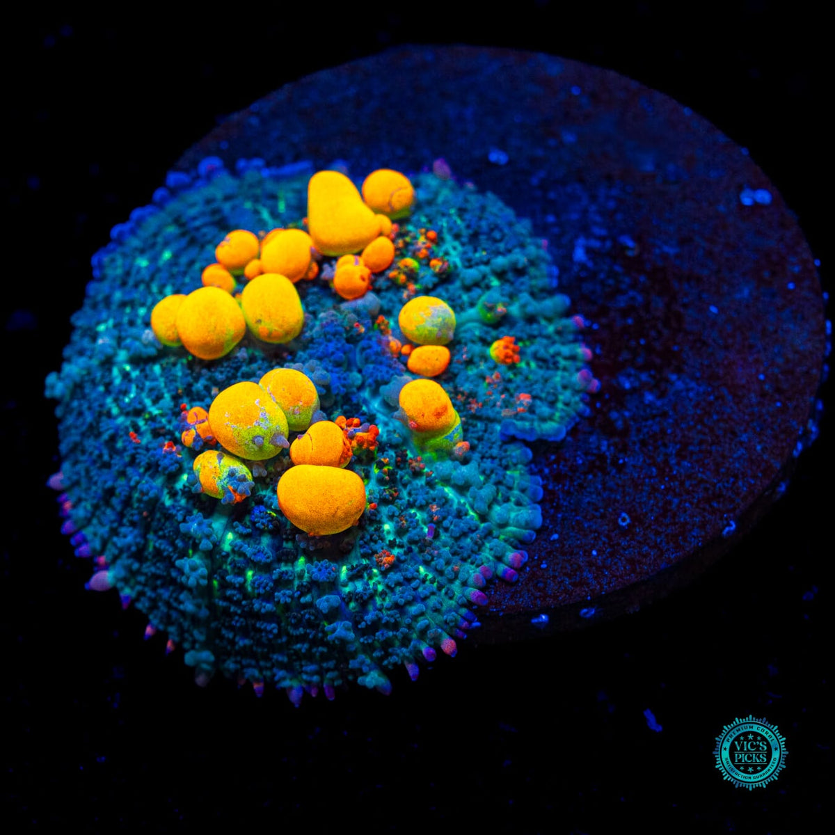WWC OG Bounce Mushroom - Actinic Photo