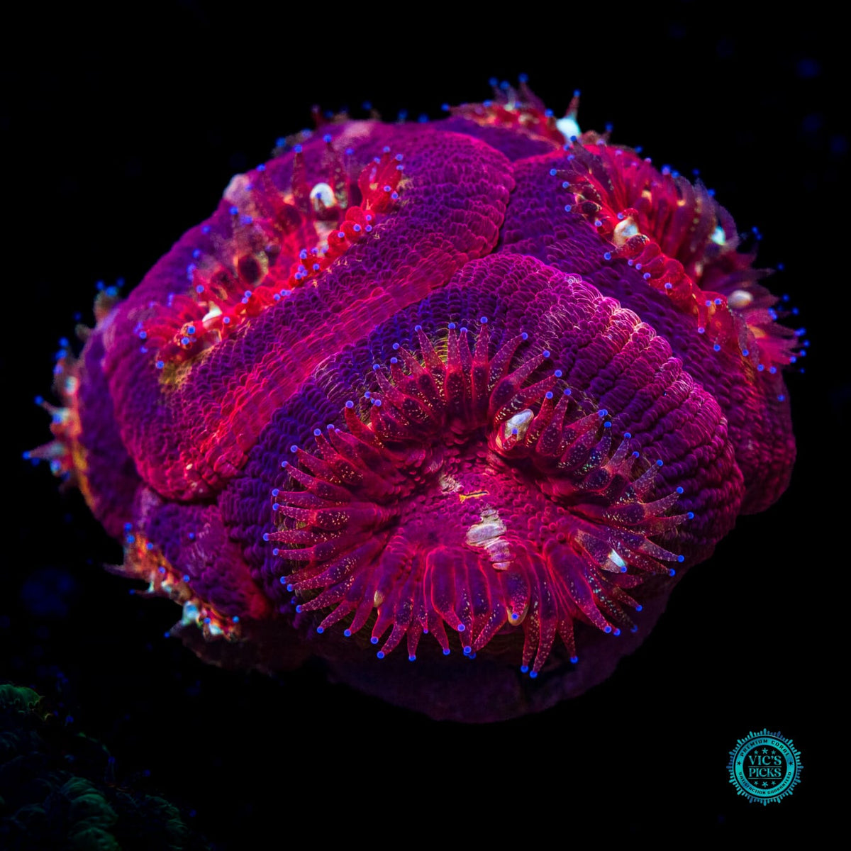 Golden Raspberry Asian Lord - Actinic Photo