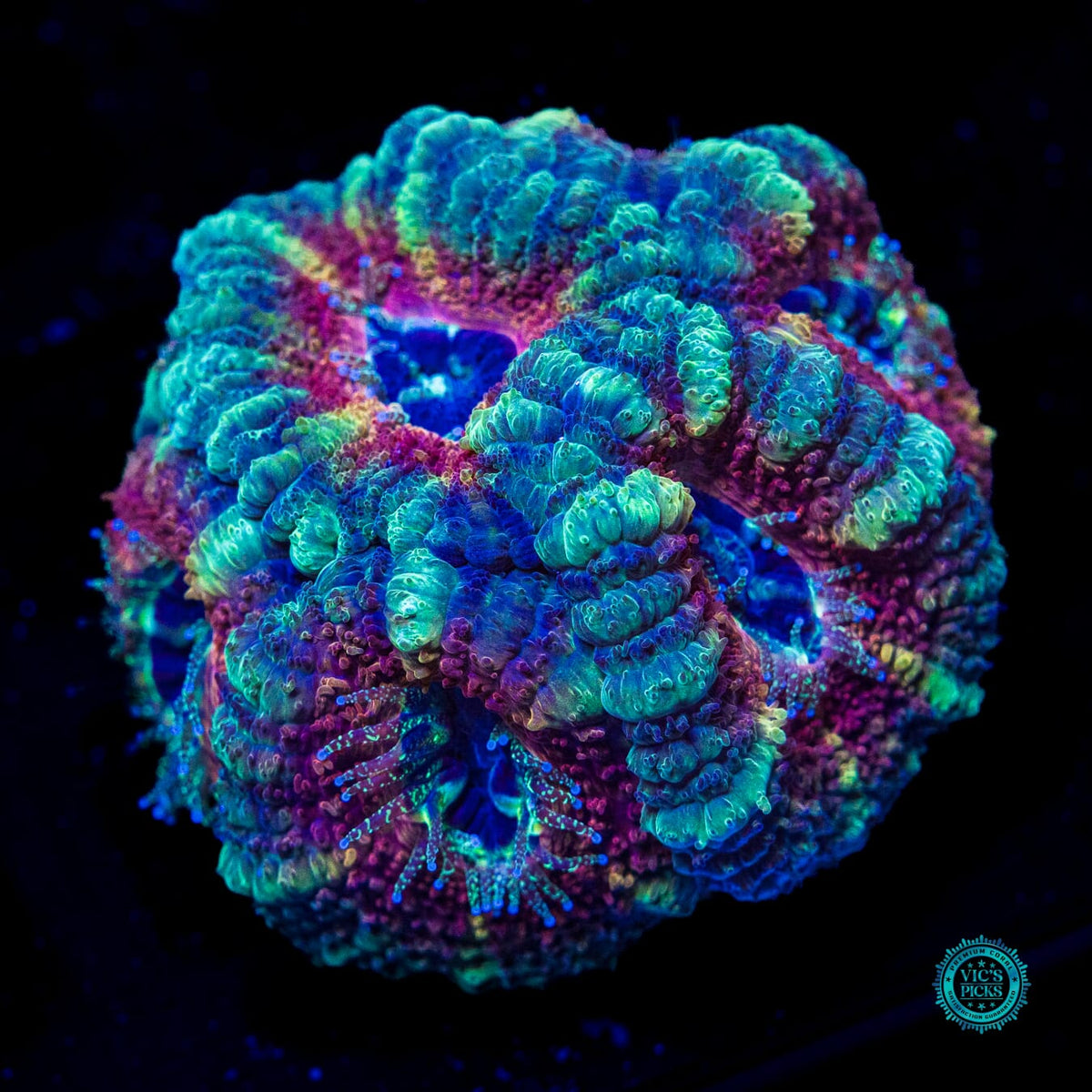 Mystic Berry Asian Lord - Actinic Photo