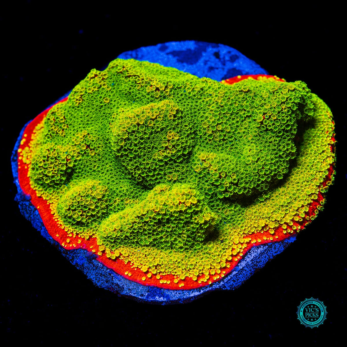 Tyree Sunset Montipora - Actinic Photo