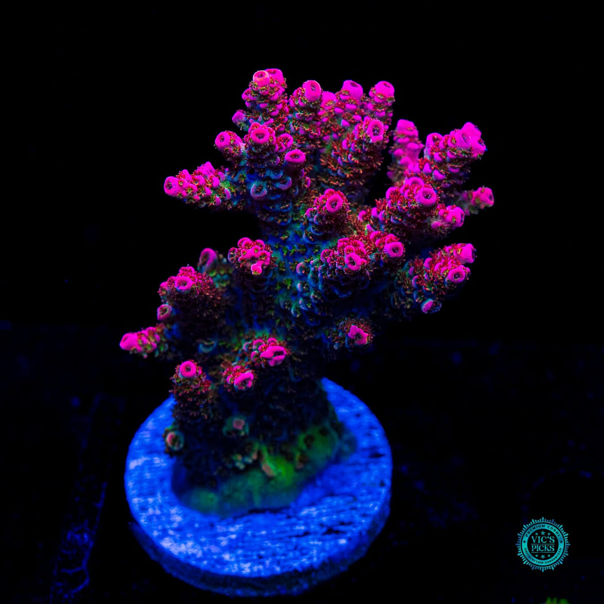 WWC Jello Shot Acropora - Actinic Photo