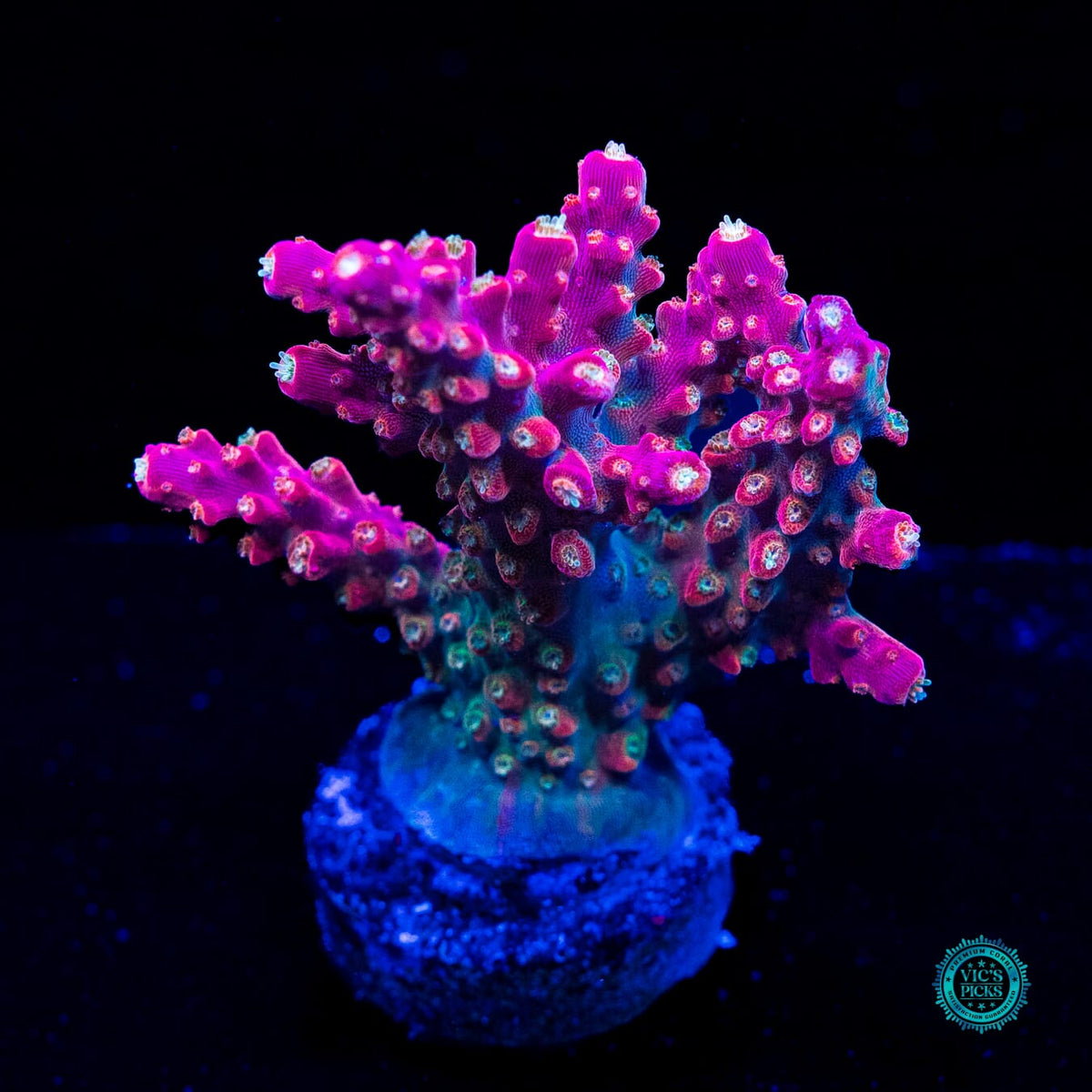 Jason Fox Shock Tart Acropora - Actinic Photo