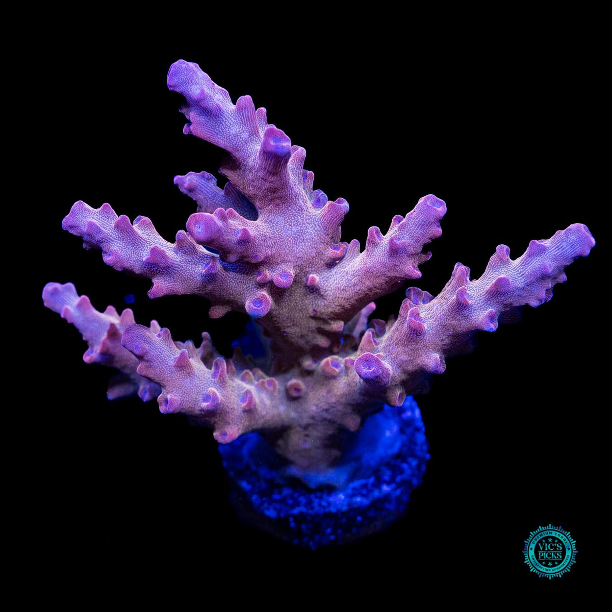 WWC Joe Dirte Acropora - Actinic Photo