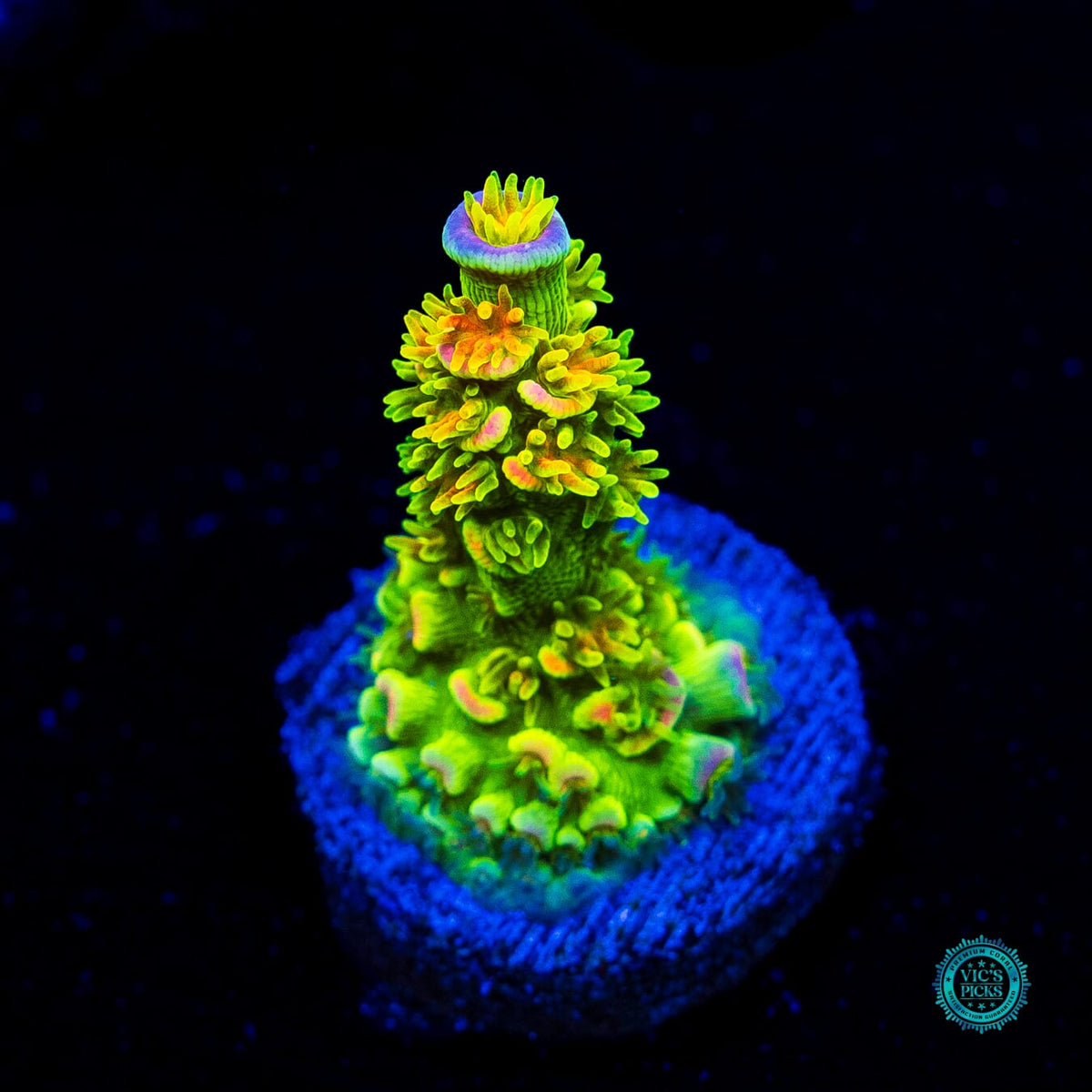 Jason Fox Homewrecker Tenuis Acropora - Actinic Photo