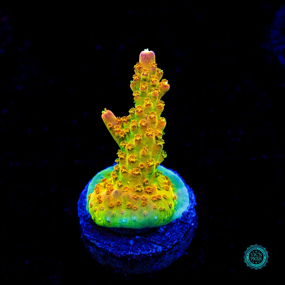 RR Rainbow Loom Acropora - Actinic Photo