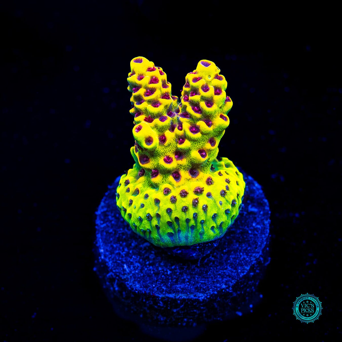 WWC Super Red Polyp Clathrata Acropora - Actinic Photo