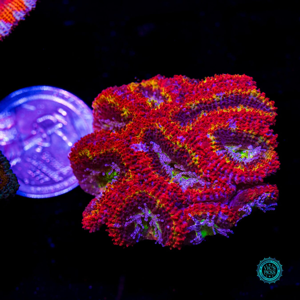WWC Rainbow Blaster Aussie Lord - Daylight Photo