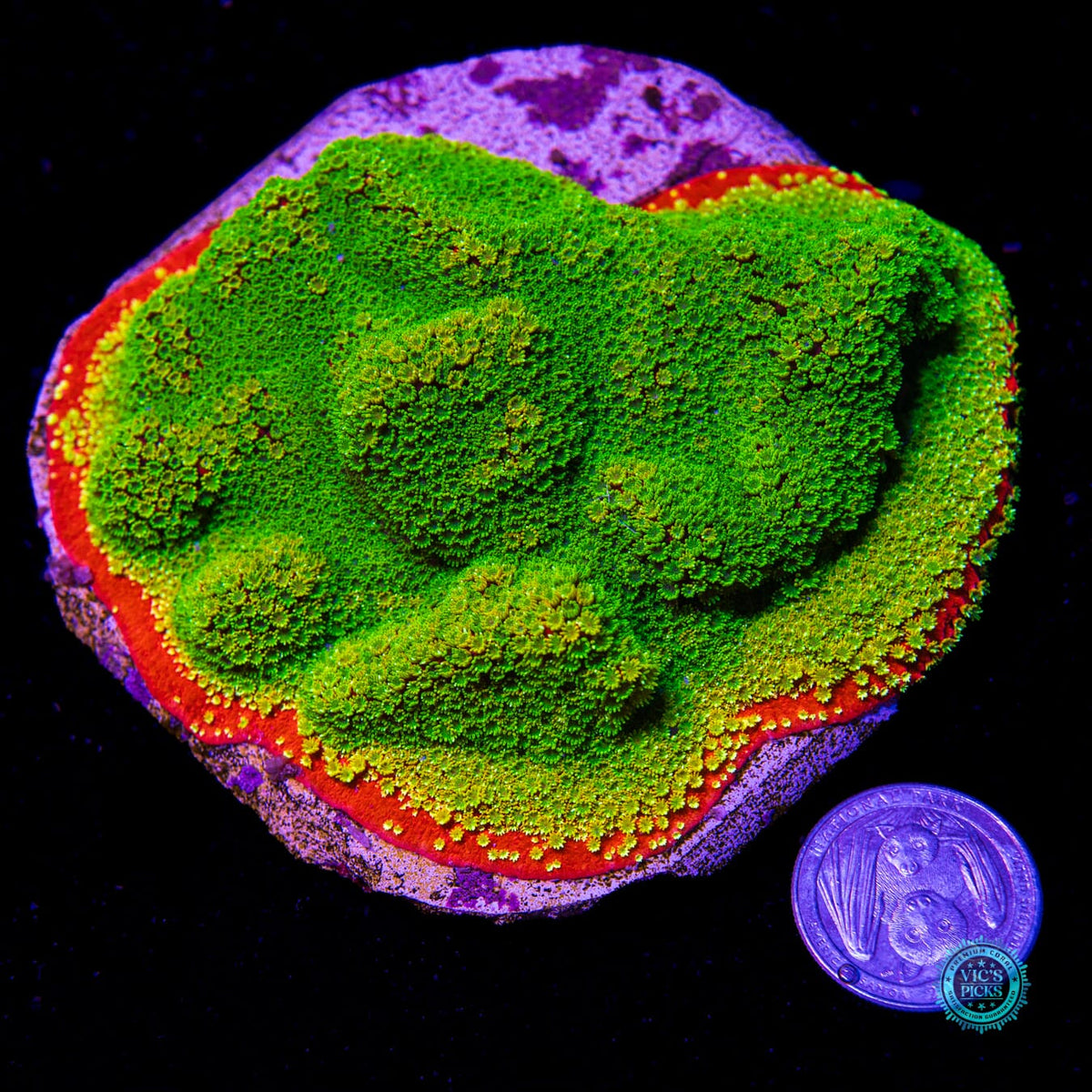 Tyree Sunset Montipora - Daylight Photo