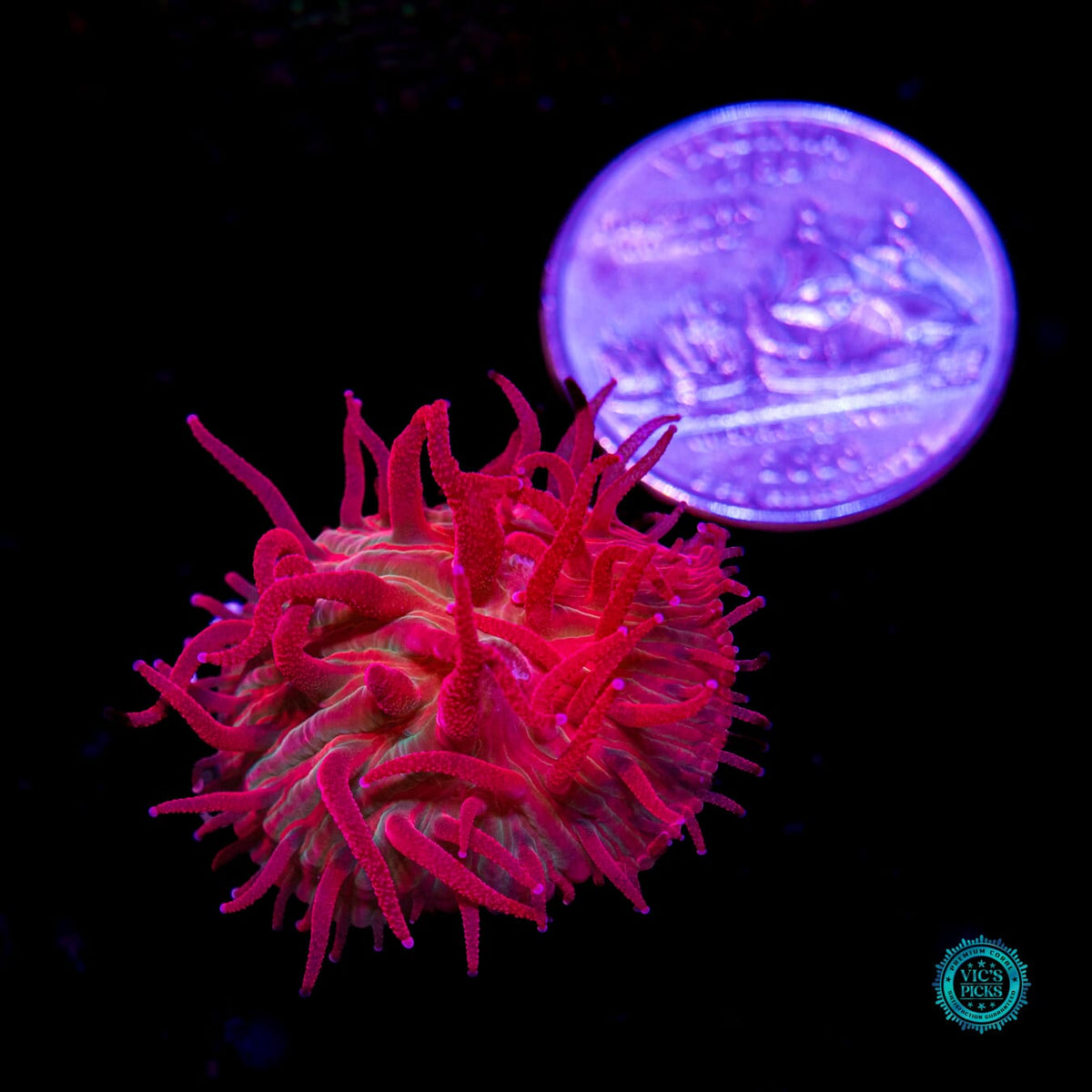 WWC Zombie Apocalypse Diaseris - Daylight Photo