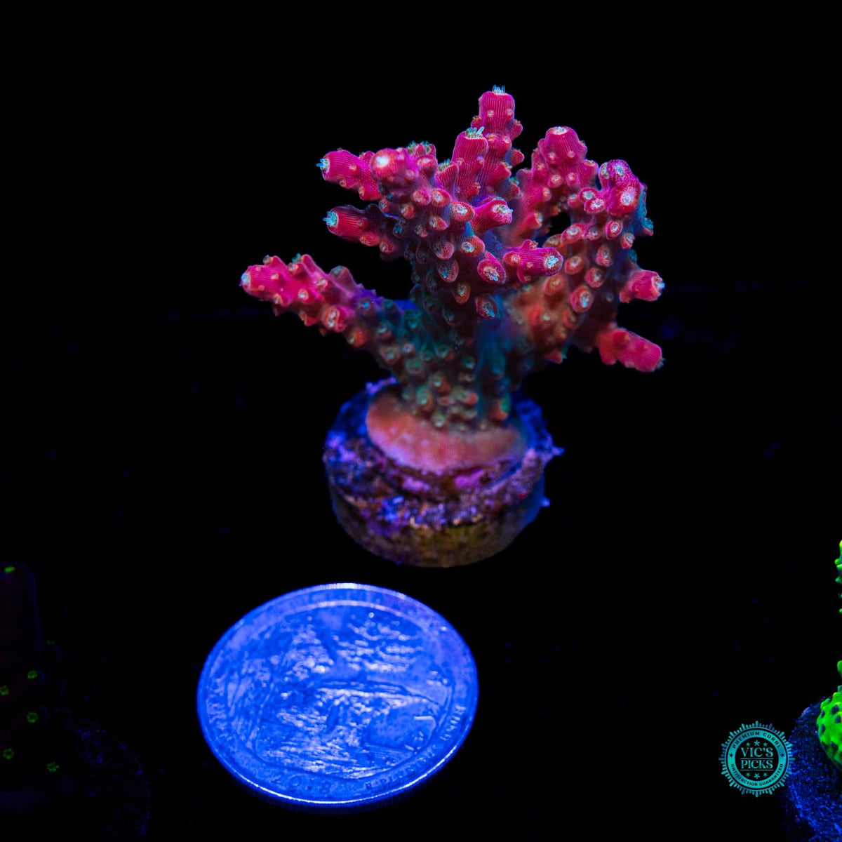 Jason Fox Shock Tart Acropora - Daylight Photo