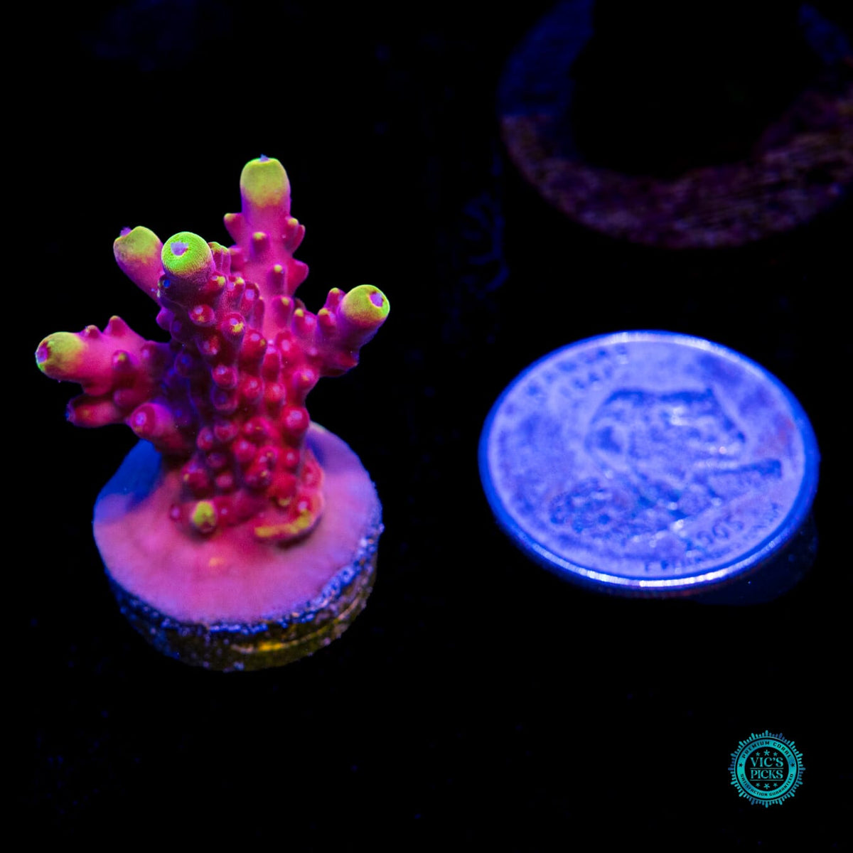 Jason Fox Fox Flame Acropora - Daylight Photo