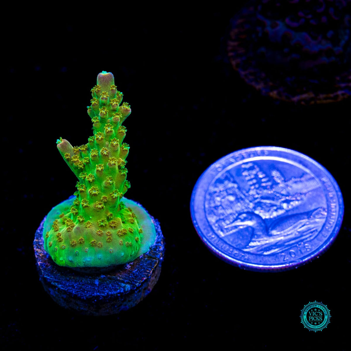 RR Rainbow Loom Acropora - Daylight Photo