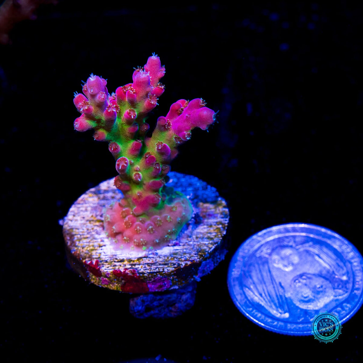 WWC Whiplash Acropora - Daylight Photo