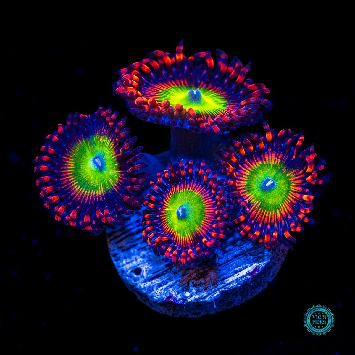 Bowser Zoanthids - Actinic Photo