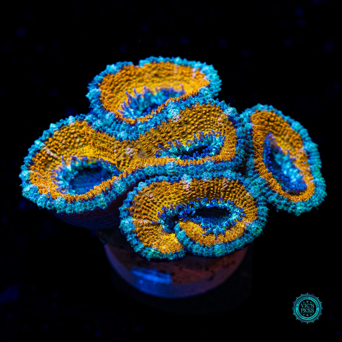 WWC Golden Monkey Aussie Lord - Actinic Photo