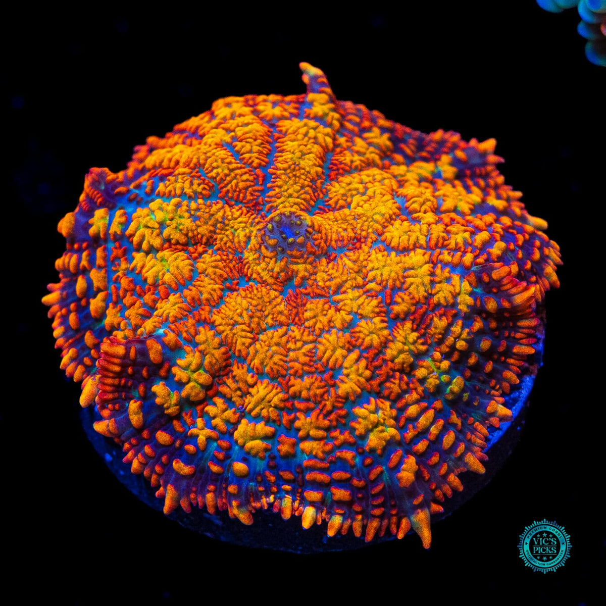 Megablaster Rhodactis Mushroom - Actinic Photo