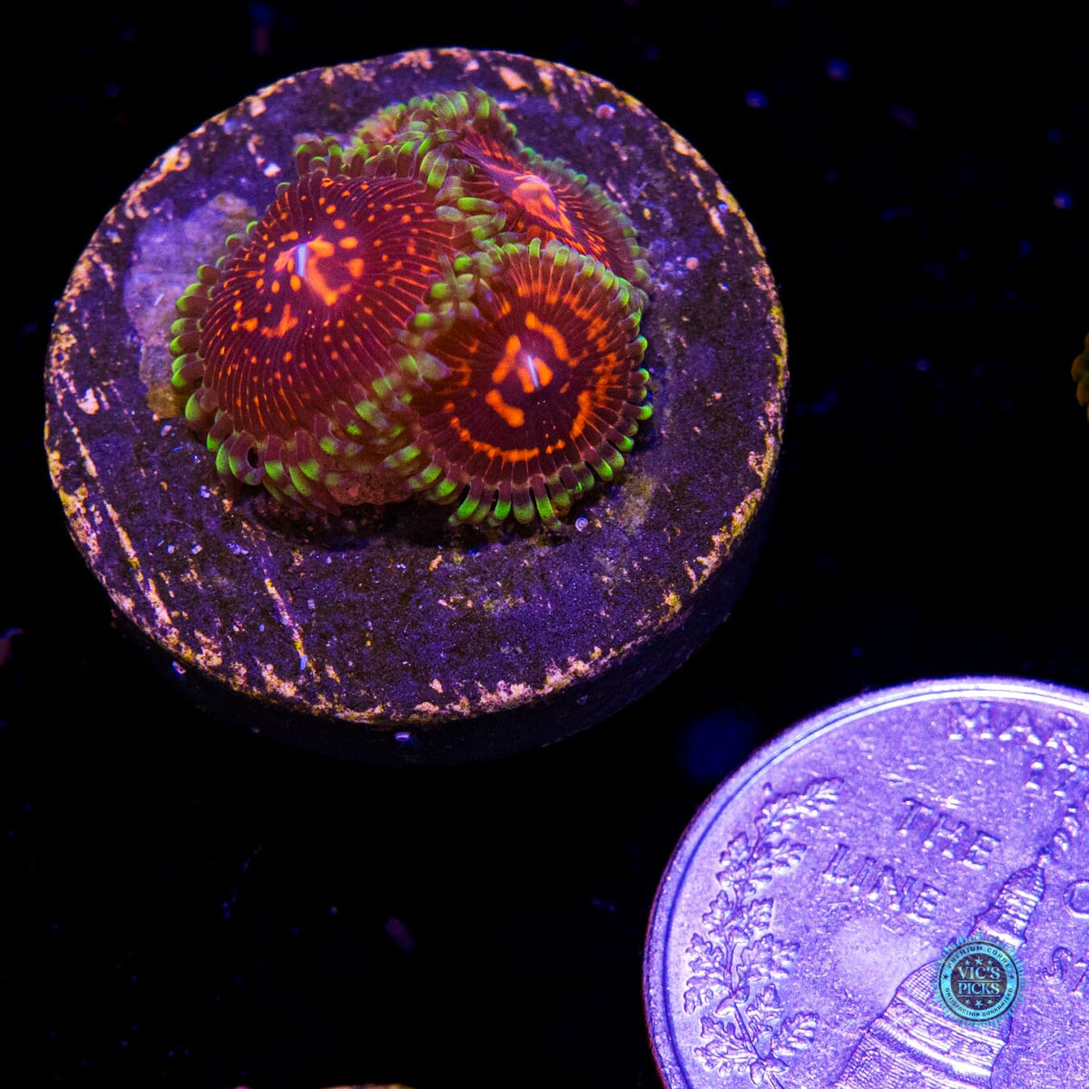 CC Flaming Brohican Zoanthids - Daylight Photo