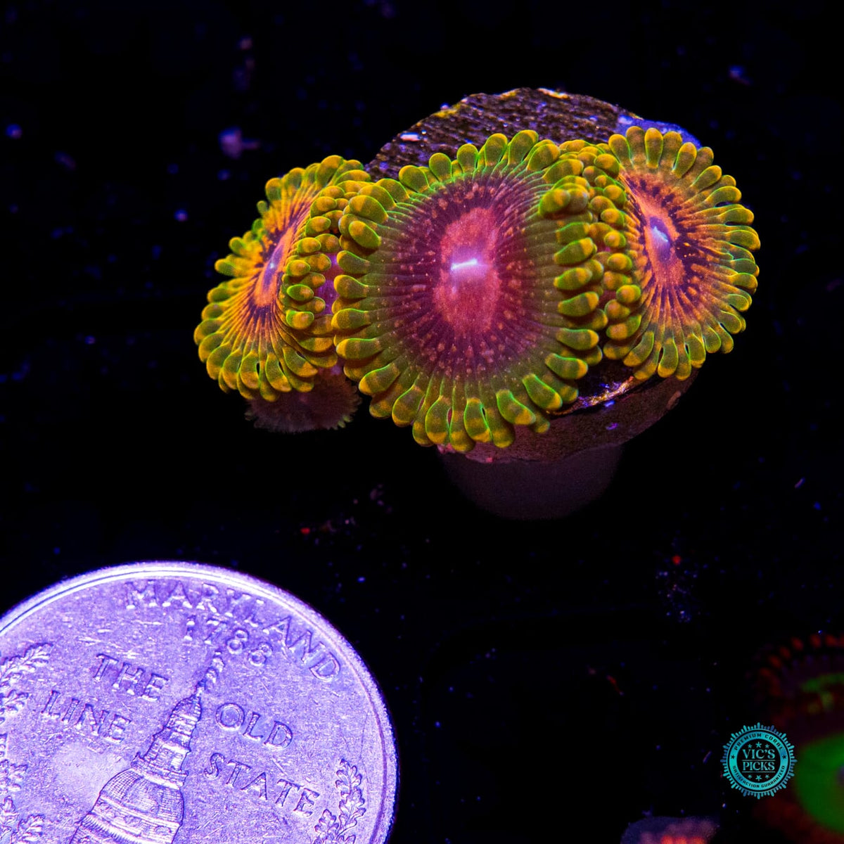 Grand Master Krakatoa Zoanthids - Daylight Photo