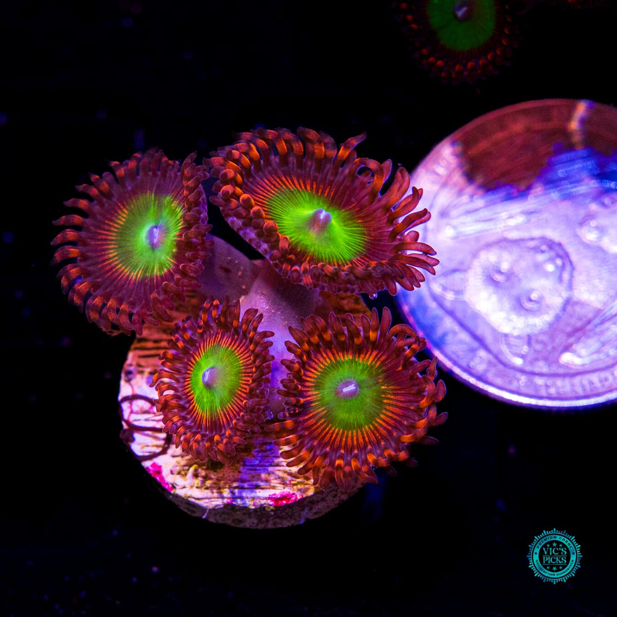 Bowser Zoanthids - Daylight Photo