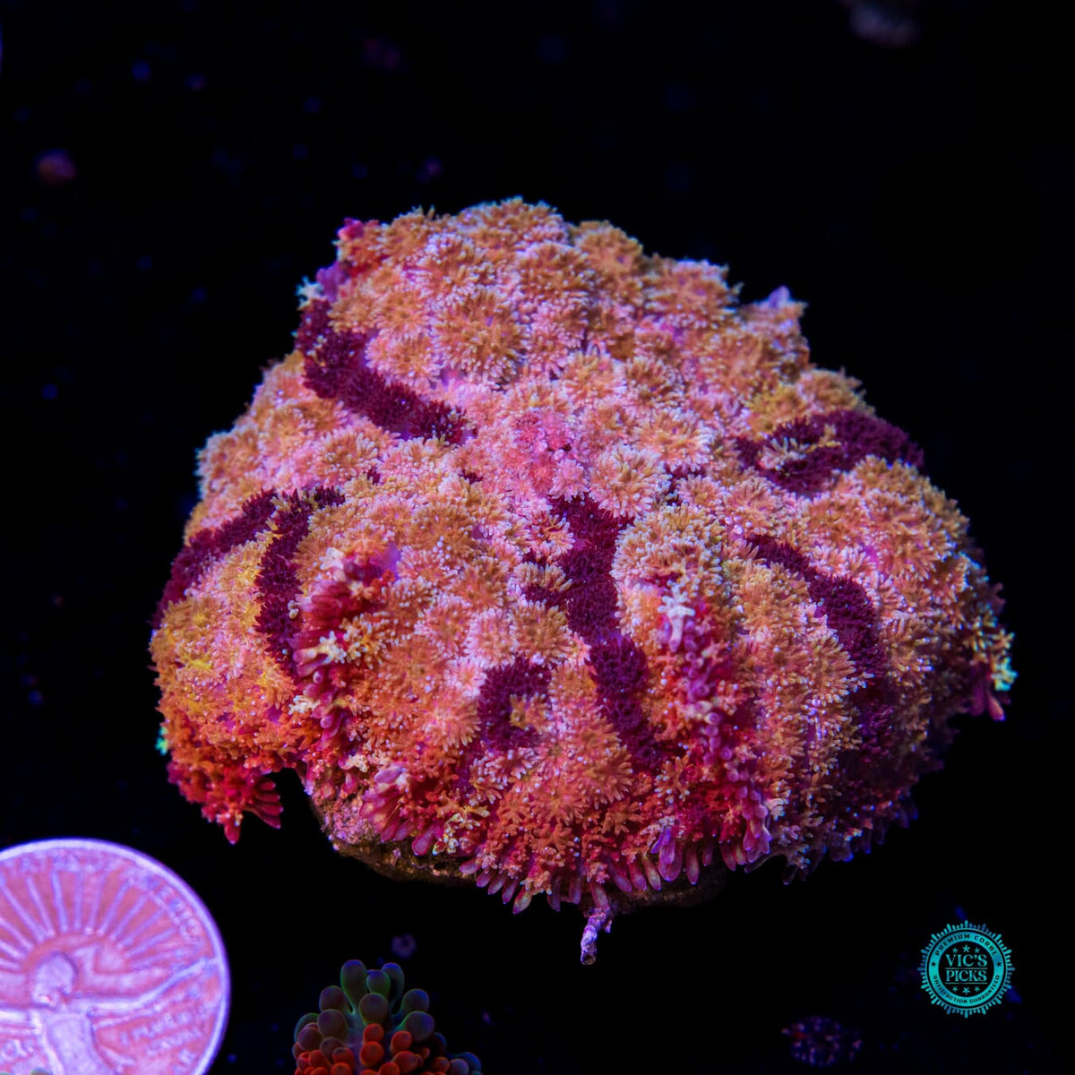 Shangri La Carpet Mushroom - Daylight Photo