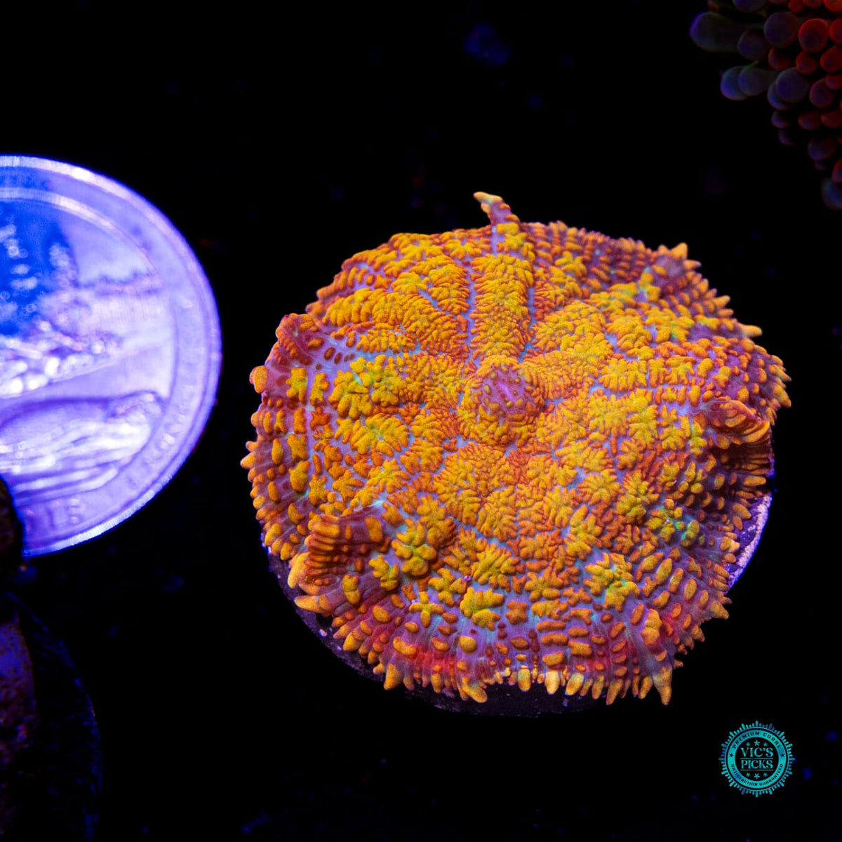 Megablaster Rhodactis Mushroom - Daylight Photo