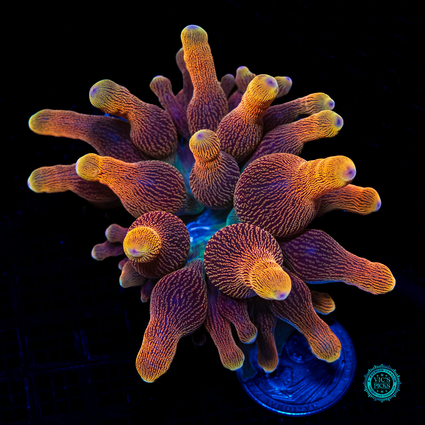 WWC Limonada Naranja Bubble Anemone
