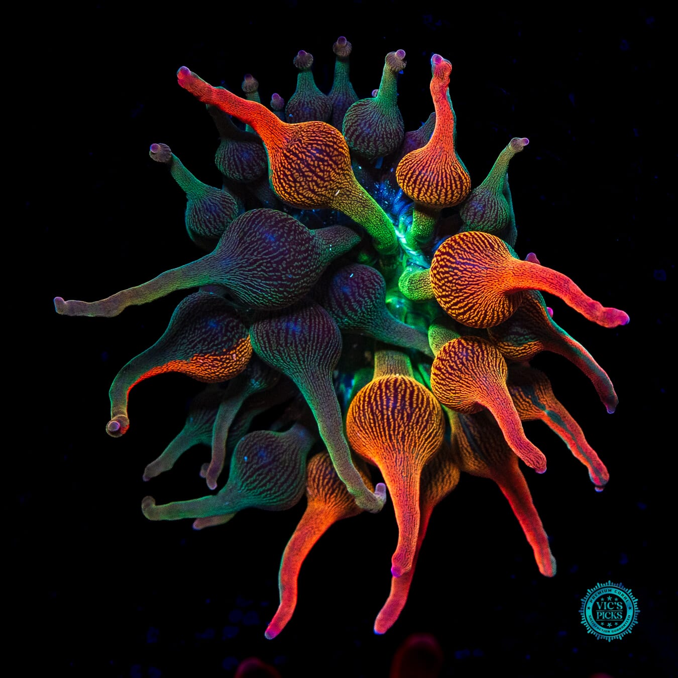 Nexus Burst Grafted Bubble Anemone - Daylight Photo
