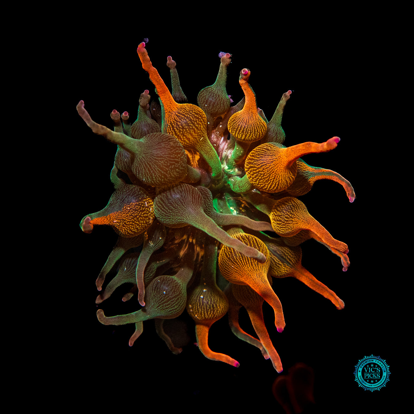 Nexus Burst Grafted Bubble Anemone