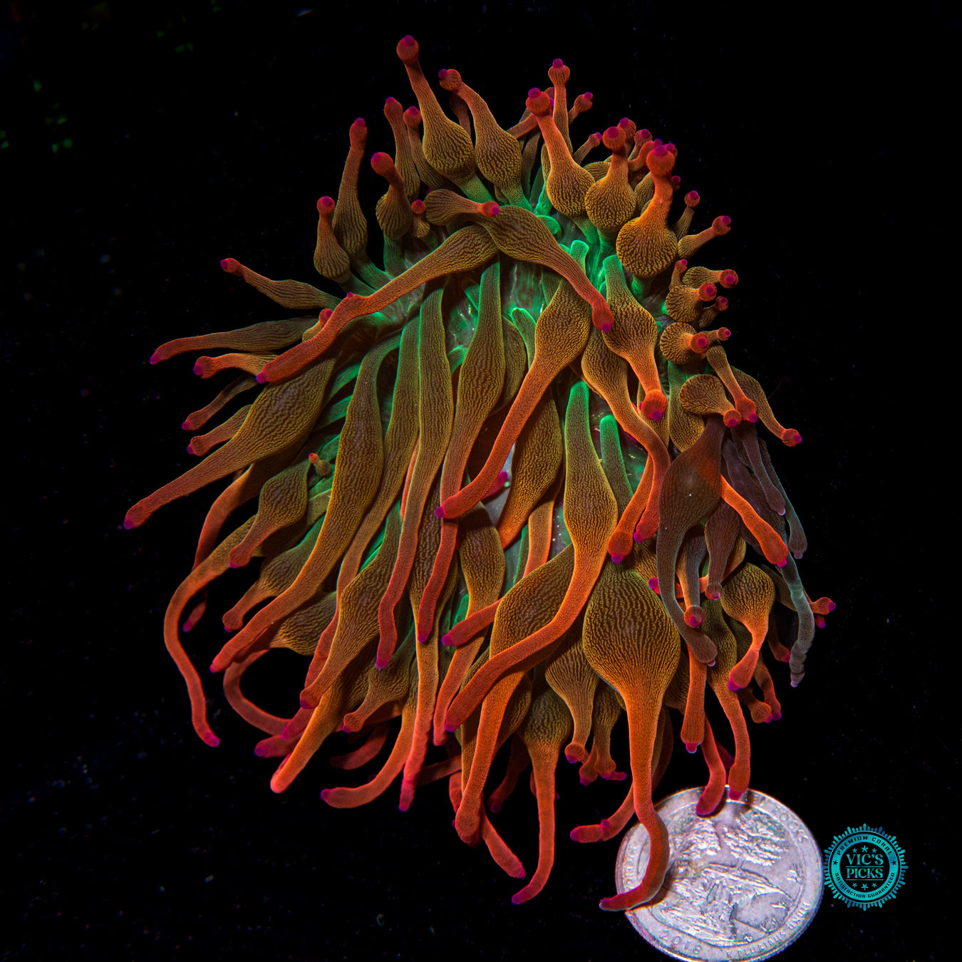 Nexus Burst Grafted Bubble Anemone