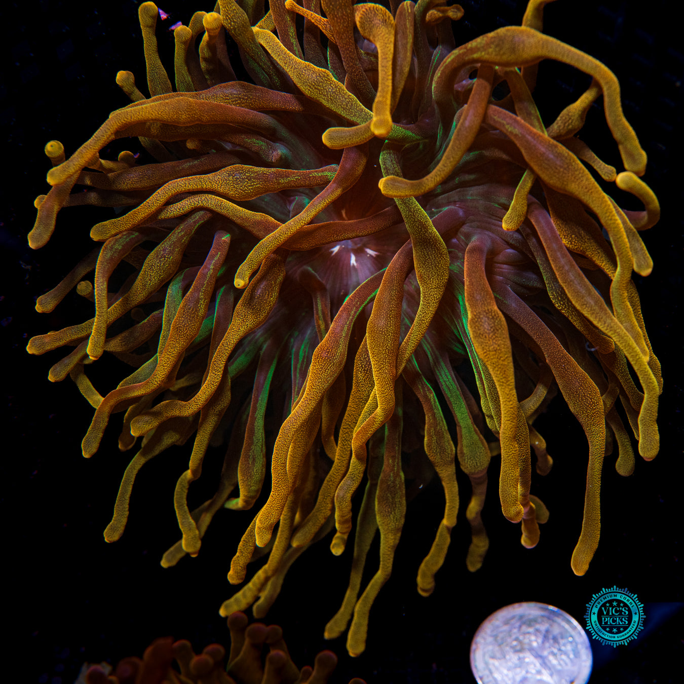 LG Chicago Sunburst Bubble Anemone