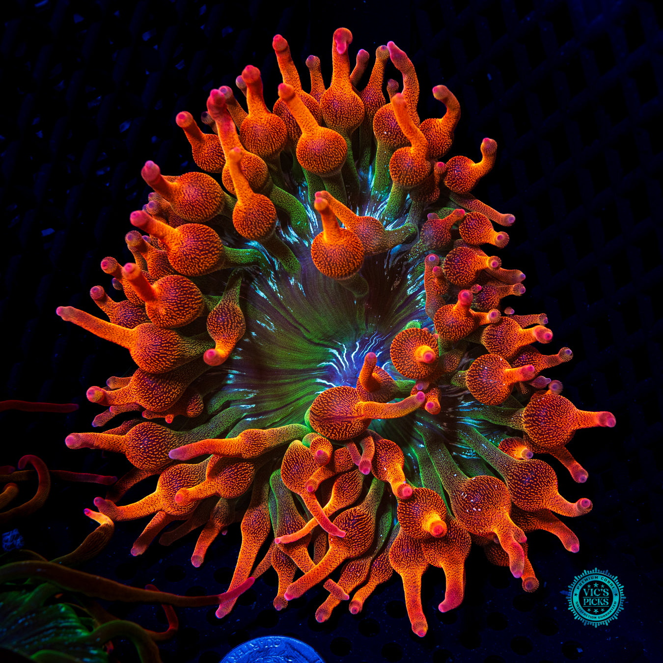 WWC Jupiter Juice Bubble Anemone