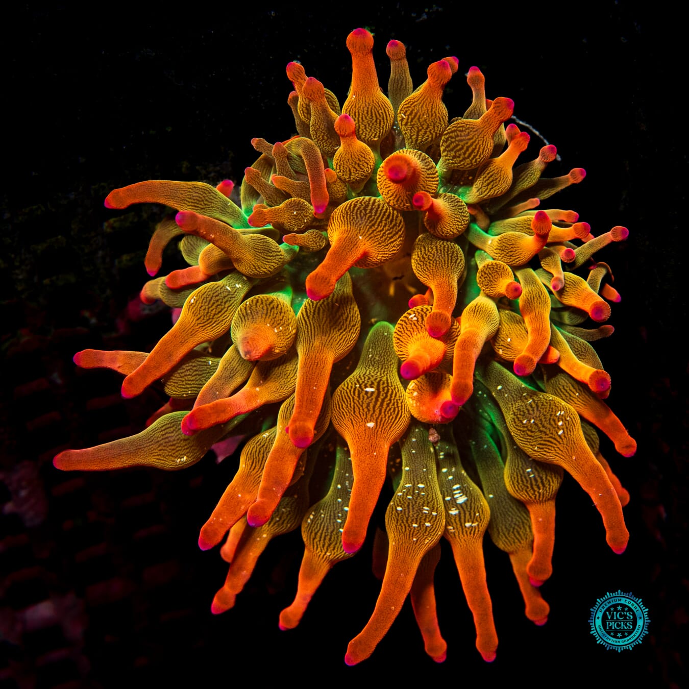 WWC Rainbow Bubble Anemone - Actinic Photo