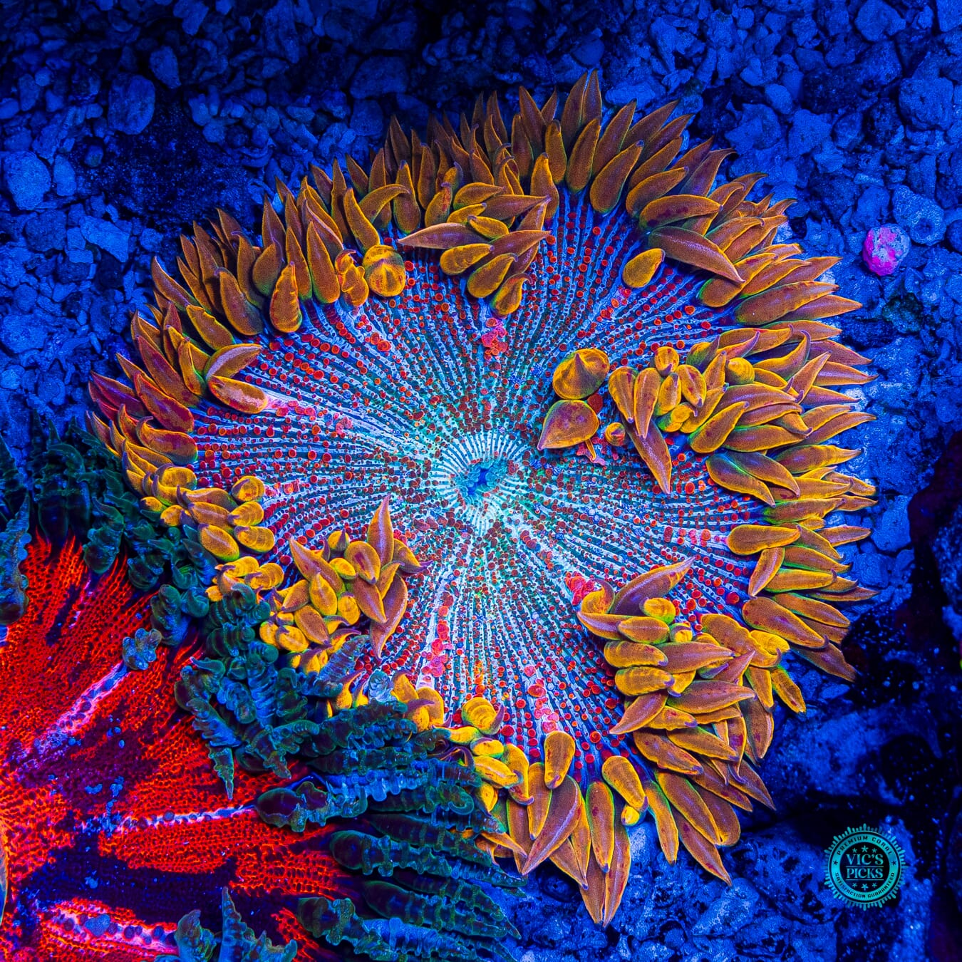 Show Tank Grown XL Ring of Power Flower Anemone - Actinic Photo