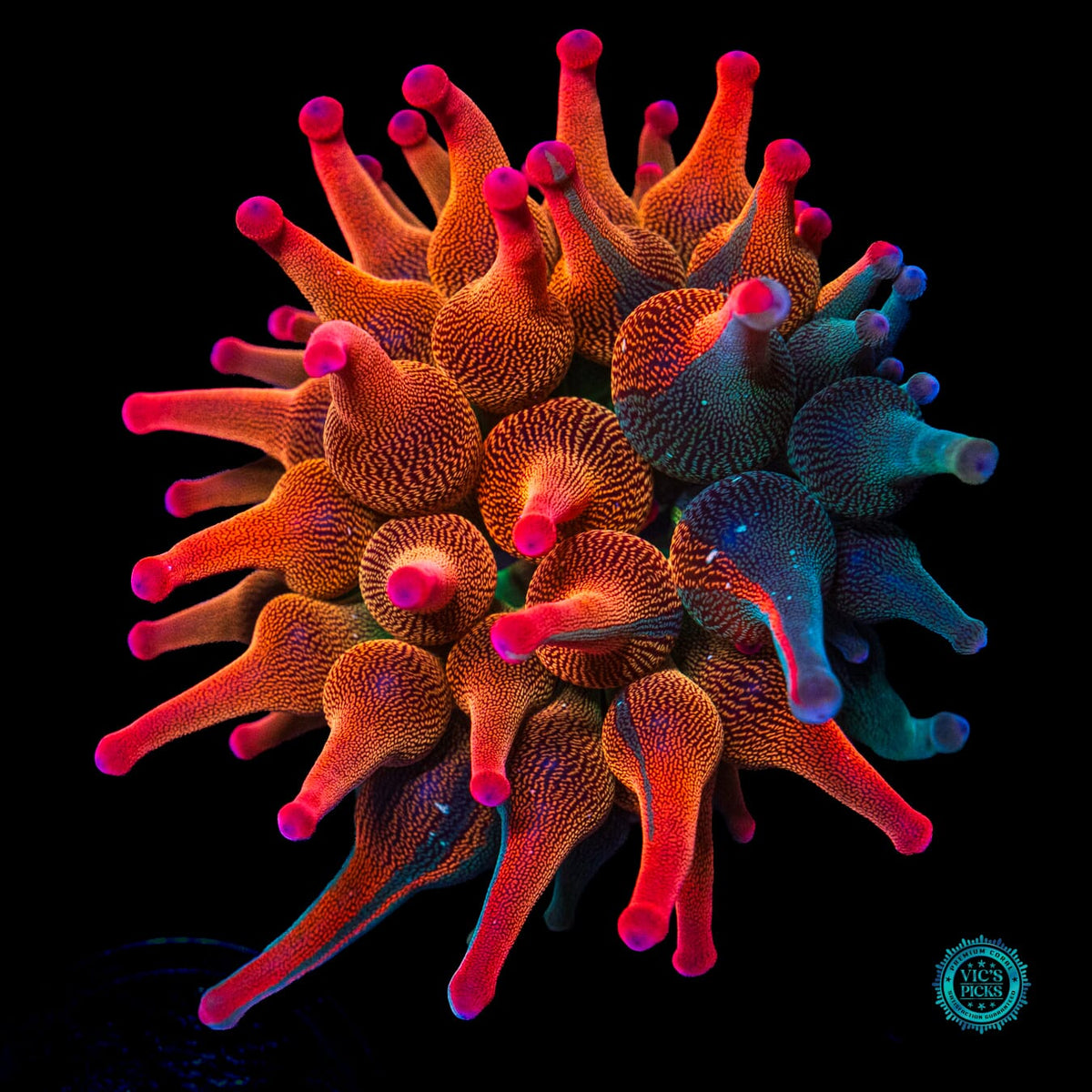 Nexus Burst Grafted Bubble Anemone - Actinic Photo