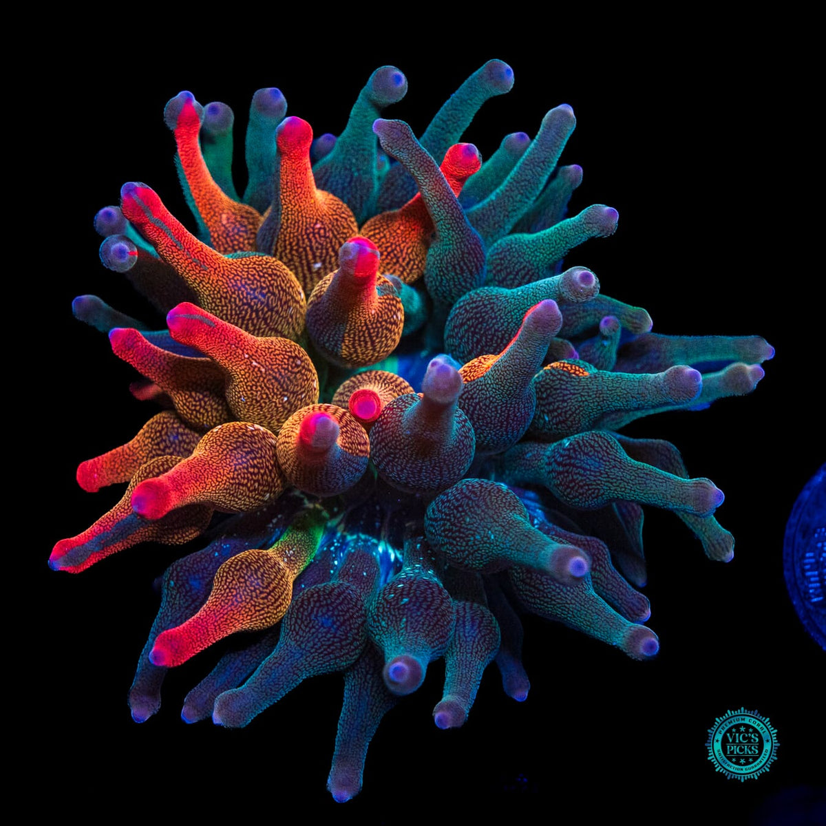 Nexus Burst Grafted Bubble Anemone - Actinic Photo