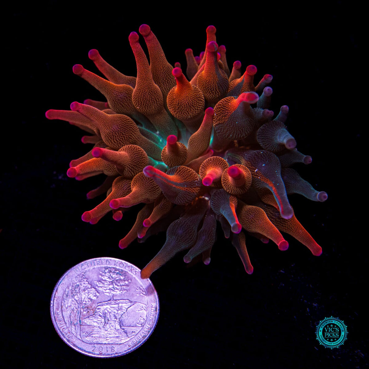 Nexus Burst Grafted Bubble Anemone - Daylight Photo