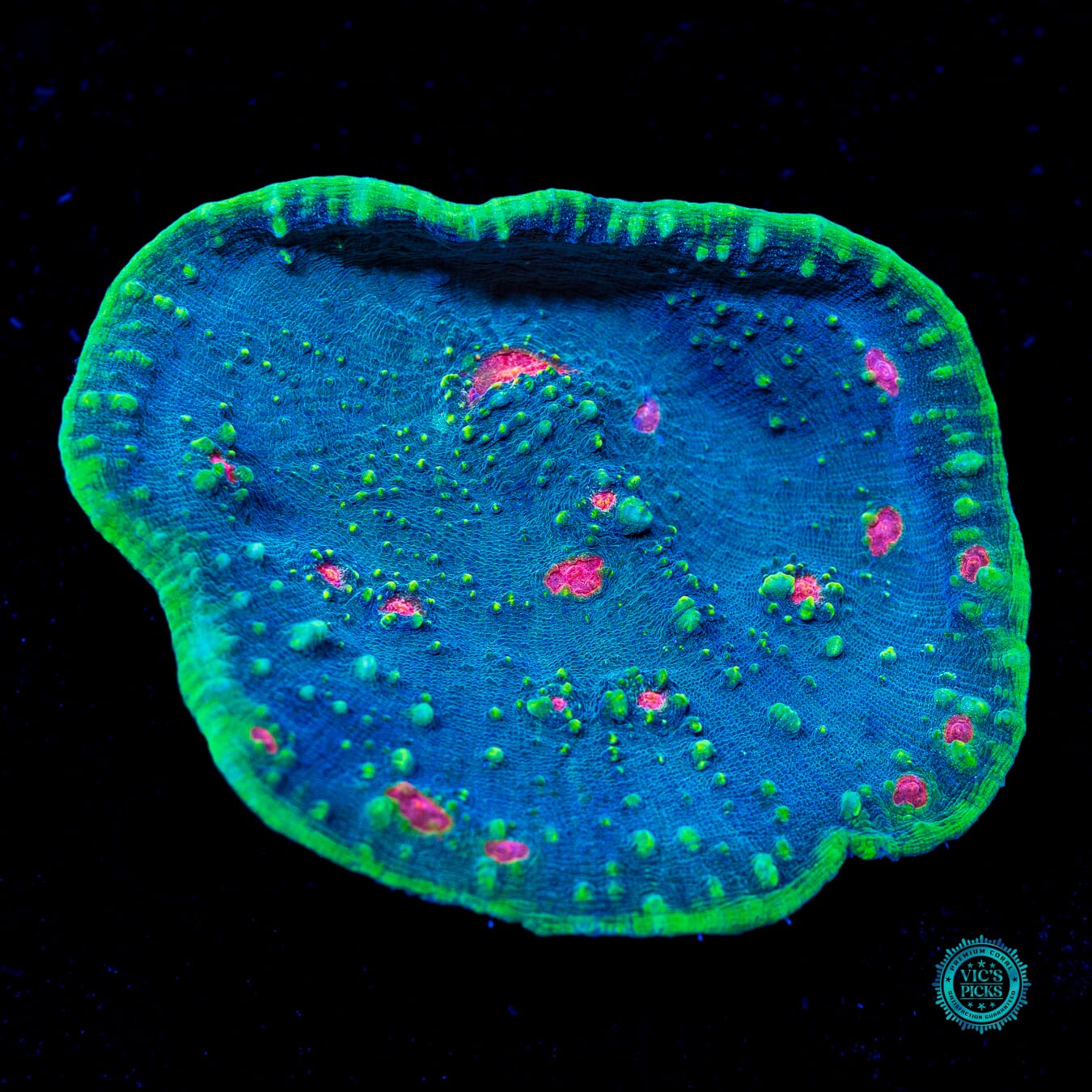 Superman Chalice - Daylight Photo