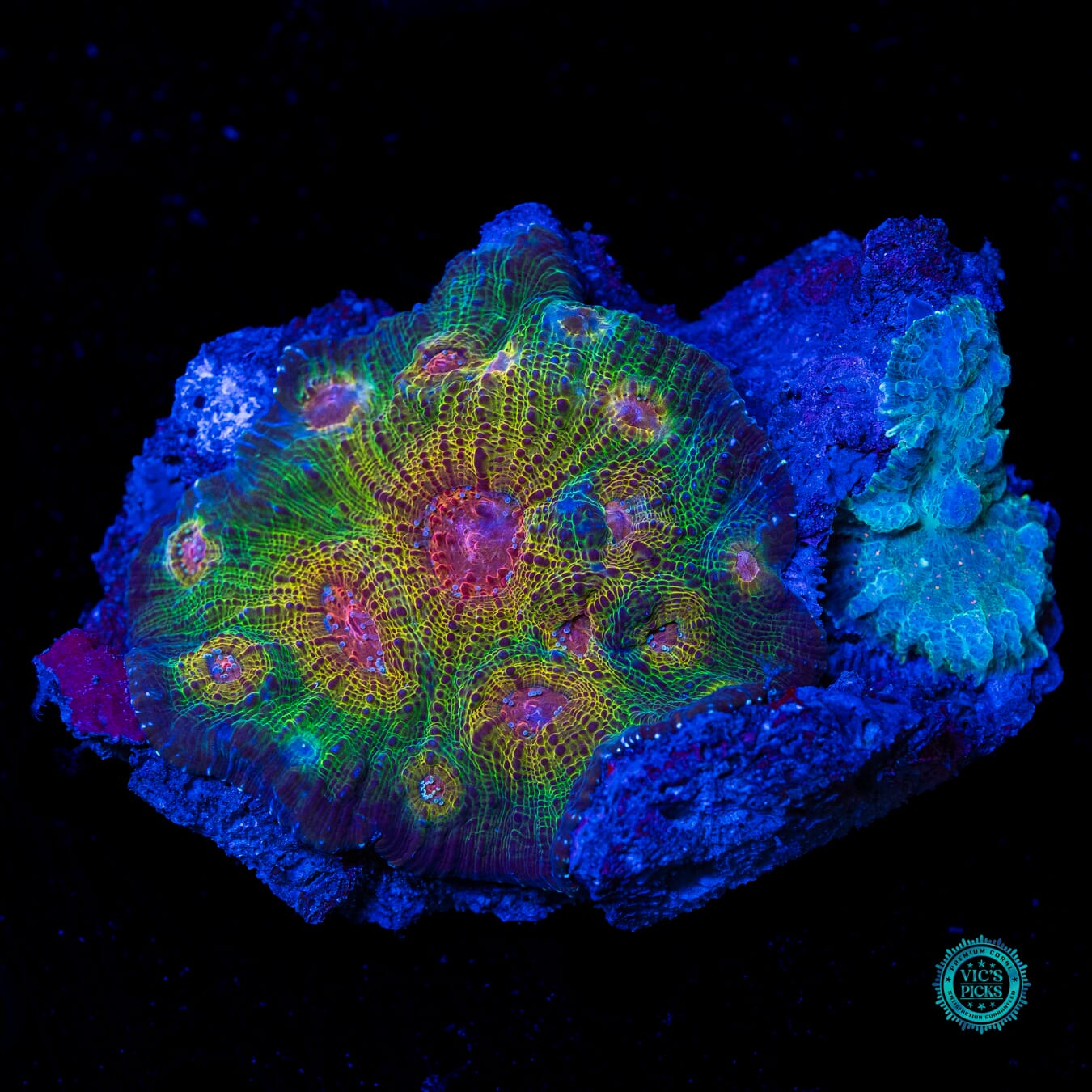 Banished Demon Chalice - Daylight Photo