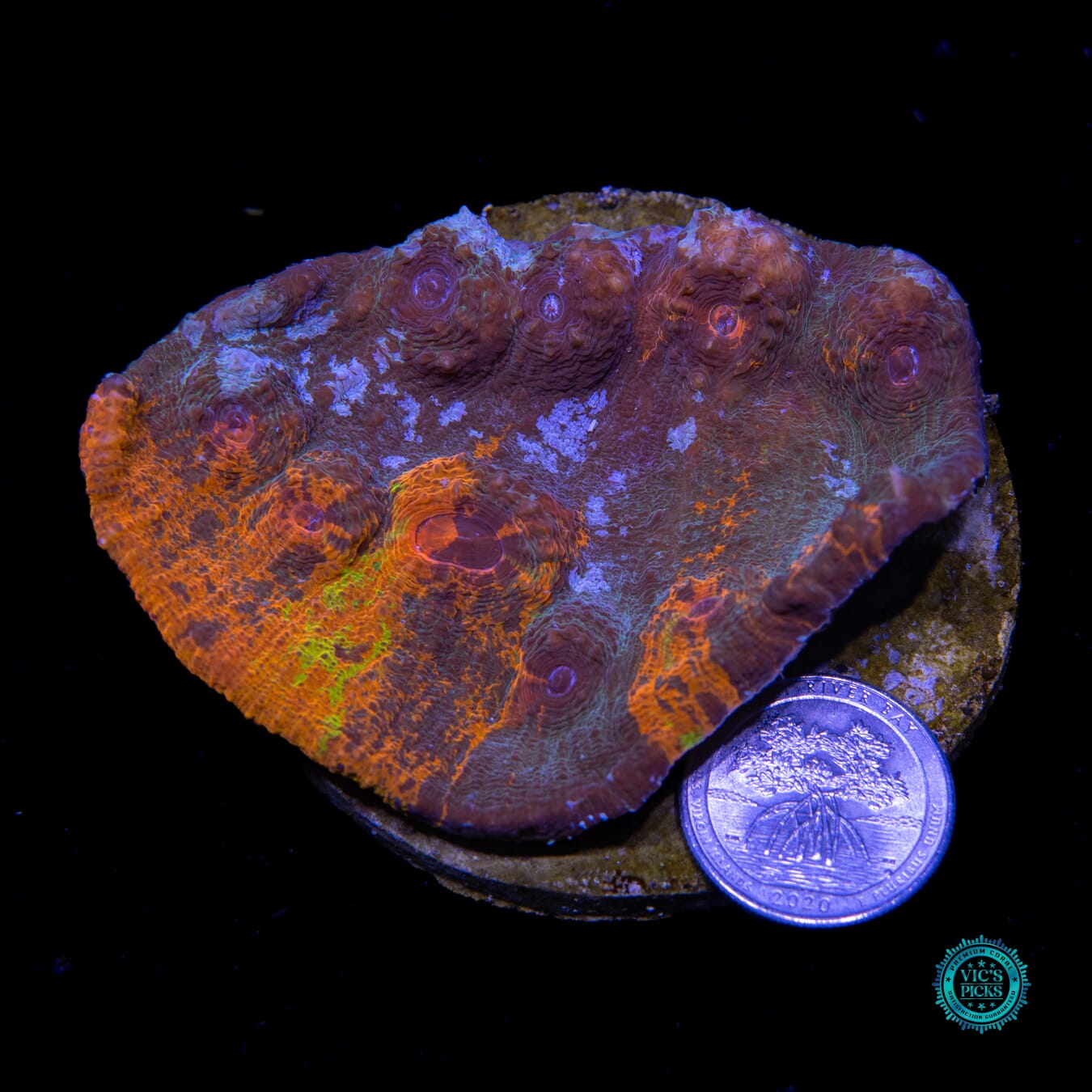 Nightmare Inferno Chalice - Actinic Photo