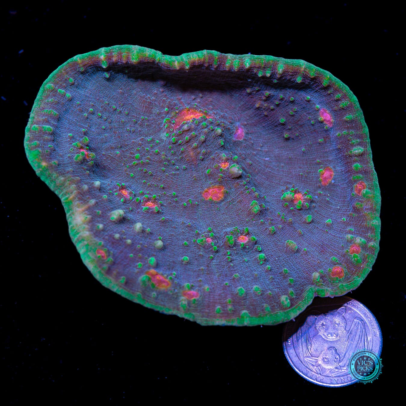 Superman Chalice - Actinic Photo