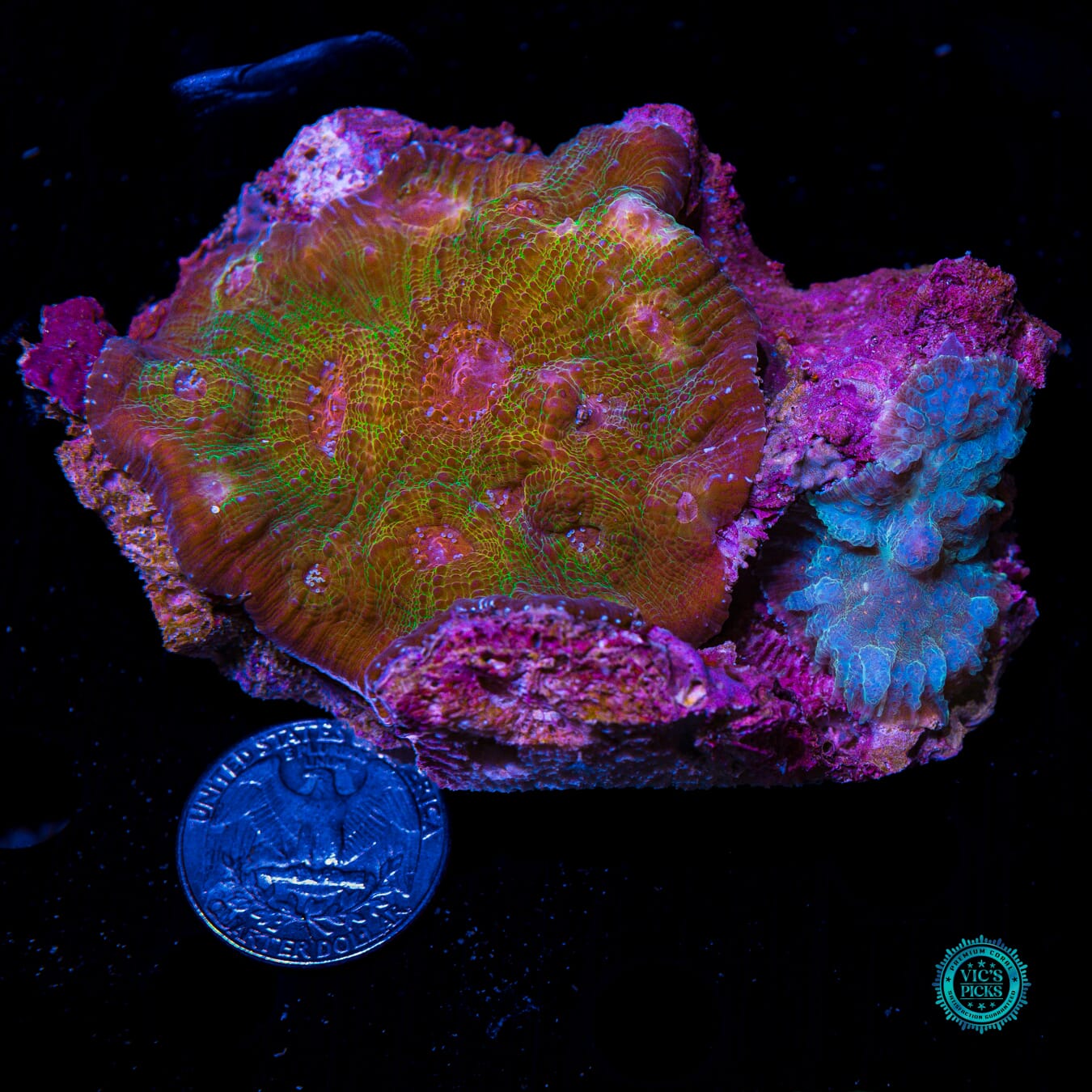 Banished Demon Chalice - Actinic Photo